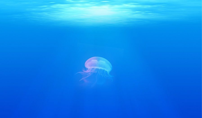 Огромные медузы напугали туристов у береговой линии в Сочи