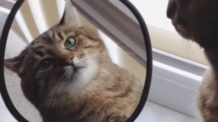 Ветеринар Шеляков: человеческие продукты питания могут оказаться ядом для животных