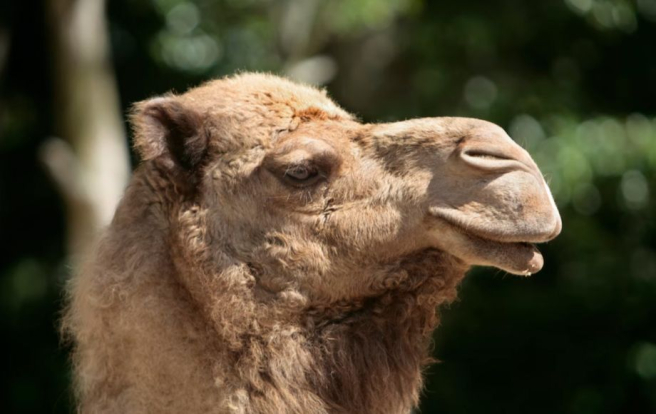 Животные из Ярославского зоопарка обретут новое жилье в Белоруссии